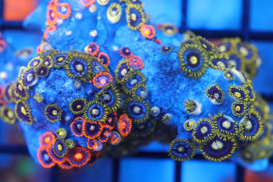 Zoa Colony on Live Rock (C45)