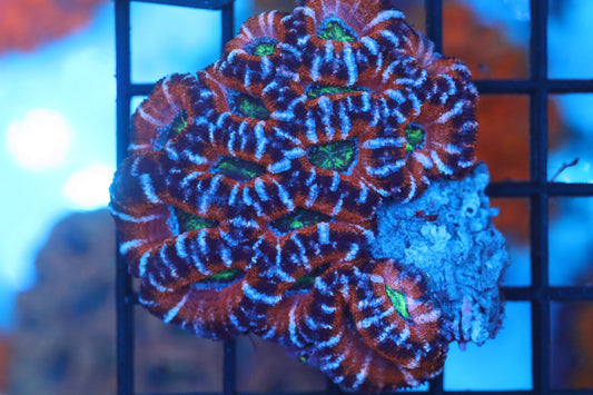 Micromussa Lord Mini Colony (C45)