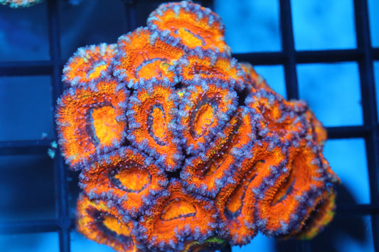 Micromussa Lord Mini Colony (C46)