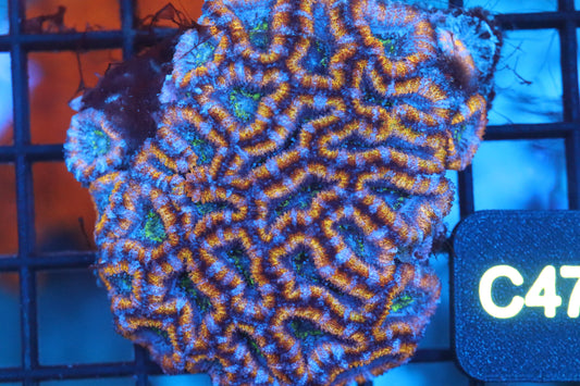 Micromussa Lord Mini Colony (C47)