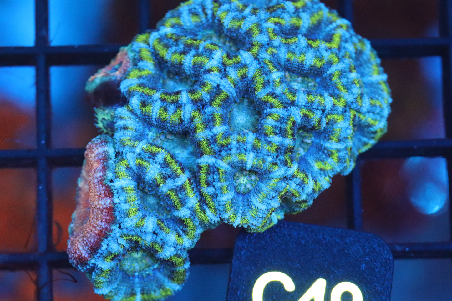 Micromussa Lord Double Mini Colony (C49)