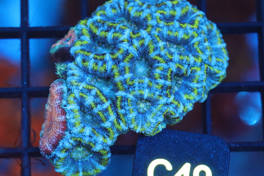 Micromussa Lord Double Mini Colony (C49)