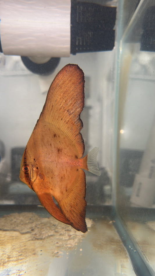Orbiculate Batfish
