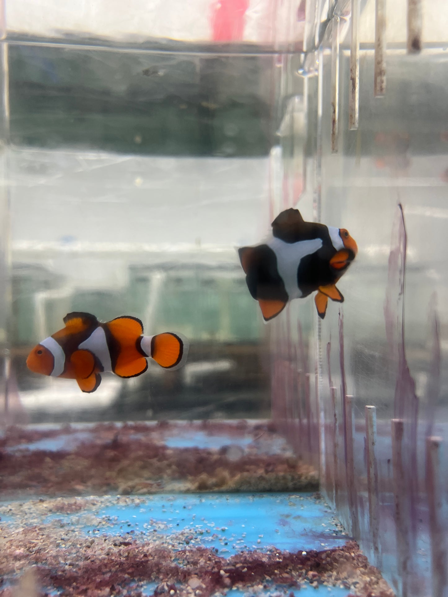 Super Black True Percula Clownfish-WC Pair