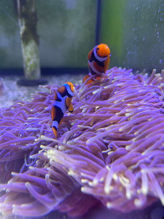 Super Black True Percula Pair w host Ritteri anemone