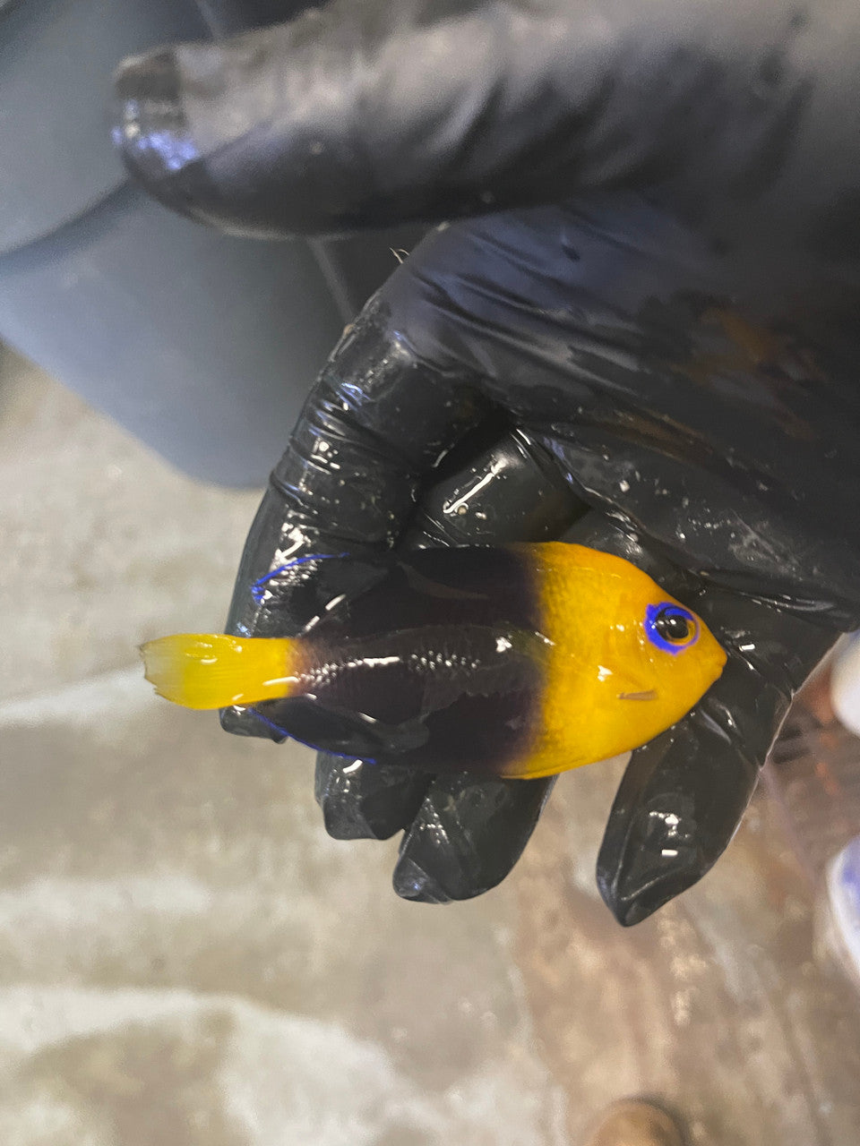 Coco's Pygmy Angelfish (Centropyge joculator)-3"