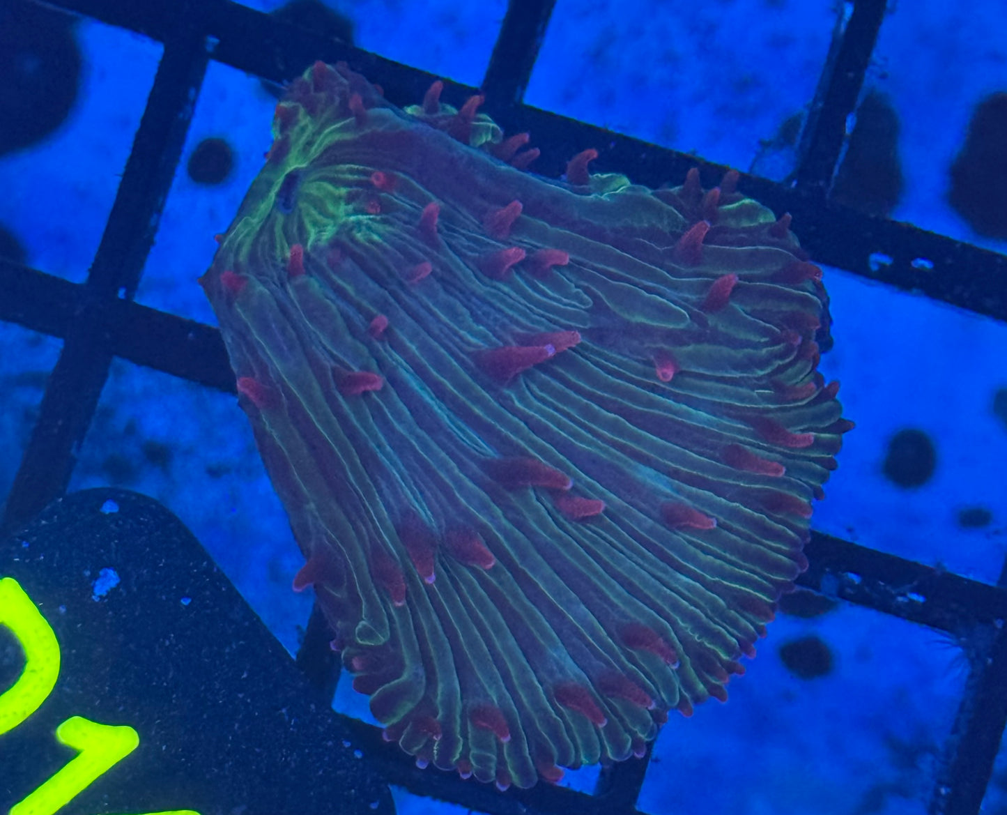 Diaseris Plate (D147) WYSIWYG