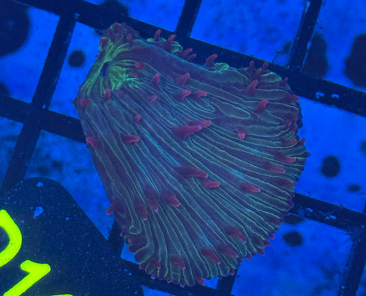 Diaseris Plate (D147) WYSIWYG