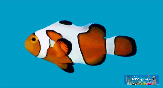 DaVinci Clownfish (3-5cm)