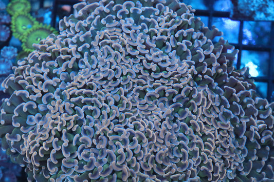 Pink/Green Wall Hammer (C13)