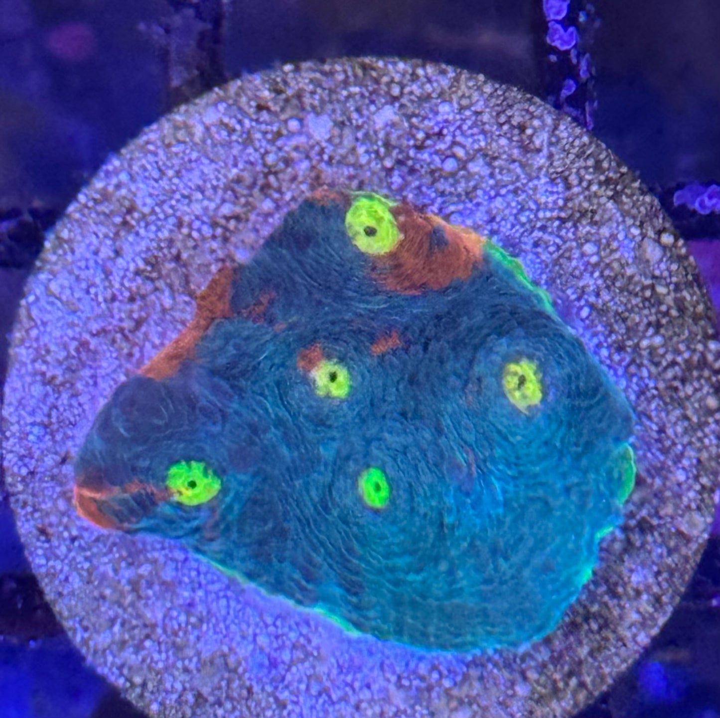 Jellybean Chalice frag (B144)