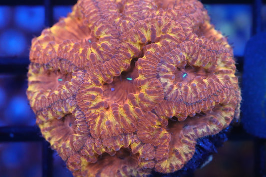 Blasto Colony (C6)
