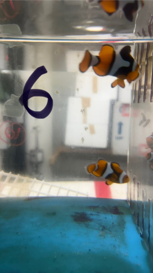 True Percula Clownfish-super black pair (WYSIWYG #6). PLUS RITTERI