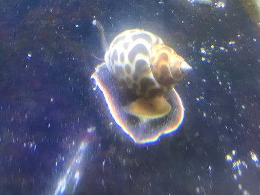 Orange Spotted Tiger Snail | Babylonia lutosa