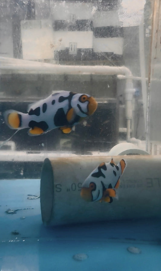 BA Black Helmet Picasso Clownfish PAIR (WYSIWYG #5)