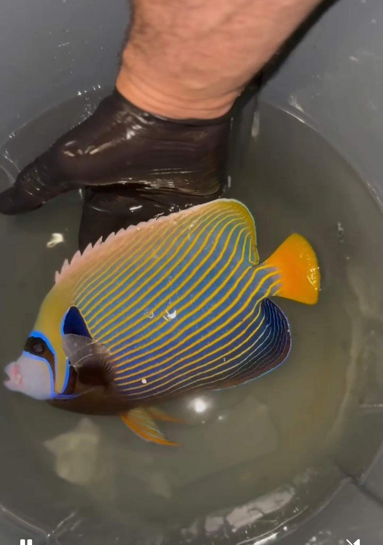 Imperator Angel-8" (Red Sea)