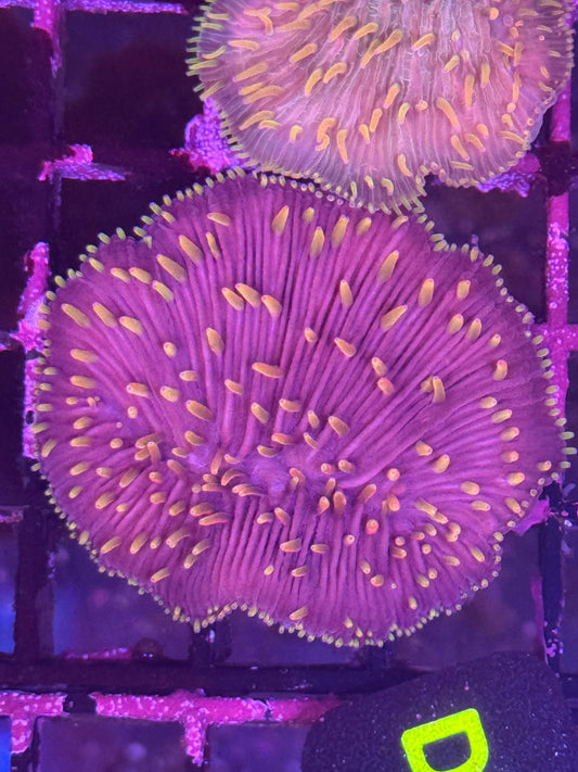 Fungia plate coral (D95)