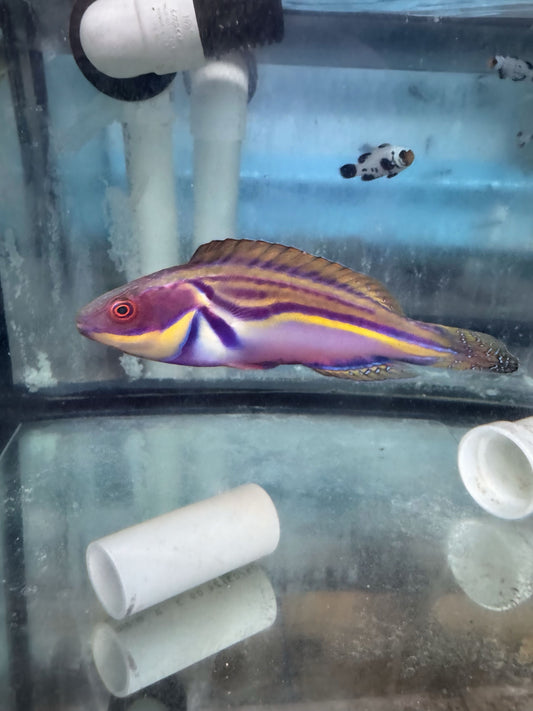 Labouti Wrasse-5” Supermale (WYSWYG #1)