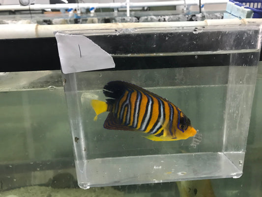 Madagascar Regal Angel (Yellow Belly)-Misbar 1 (4")