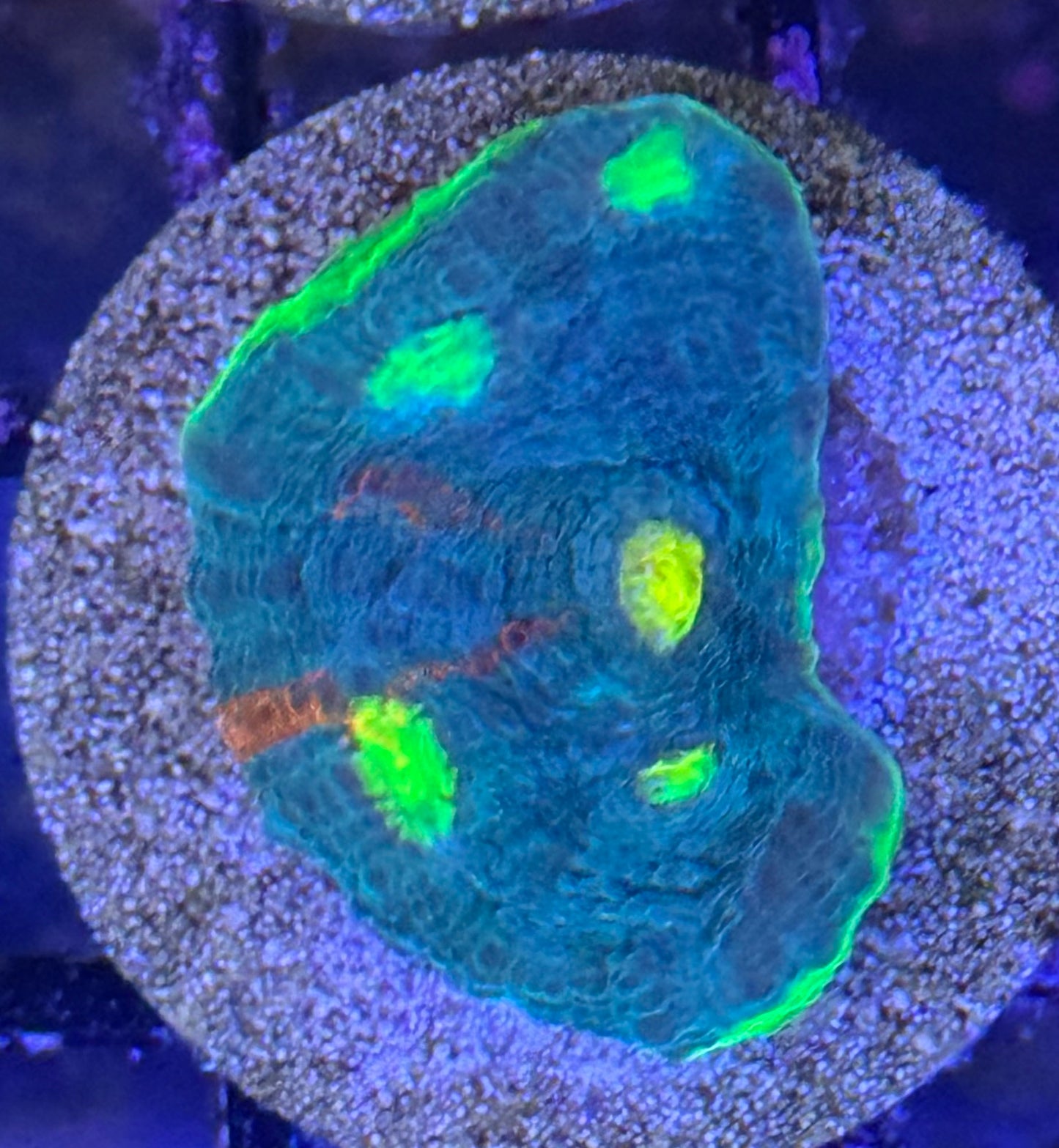 Jellybean Chalice frag (B144)