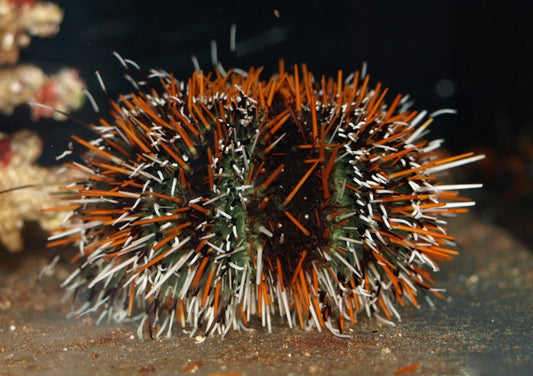 Mespilia Sp -Multicolor Short Spine Urchin