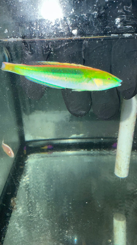 Blue Nose Pencil Wrasse | Pseudojuloides kaleidos