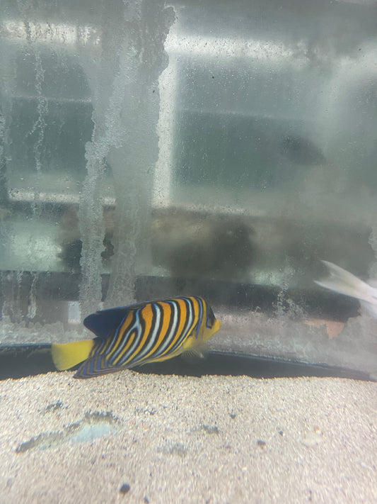 Regal Angel (Sumatra Yellow Belly)-5" Misbar