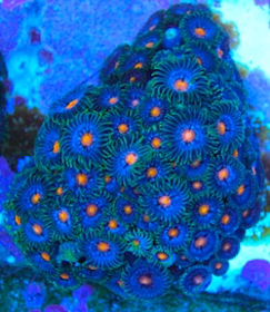 Center of Earth Zoanthids (bred)