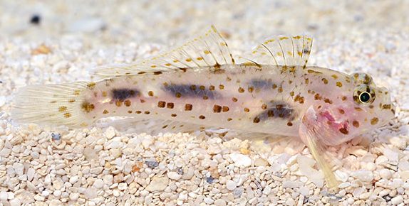 Transparent Cave Goby (Fusigobius pallidus)