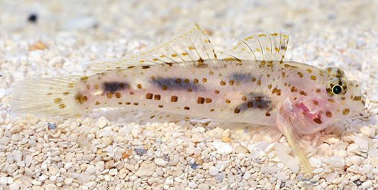 Transparent Cave Goby (Fusigobius pallidus)