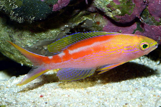 Coral Sea Anthias(Australian) |Pseudanthias aurulentus
