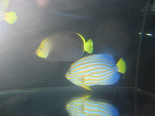Chaetodontoplus Angel-Hybrid???