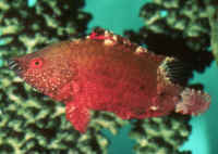Red Long Jaw Wrasse (4")