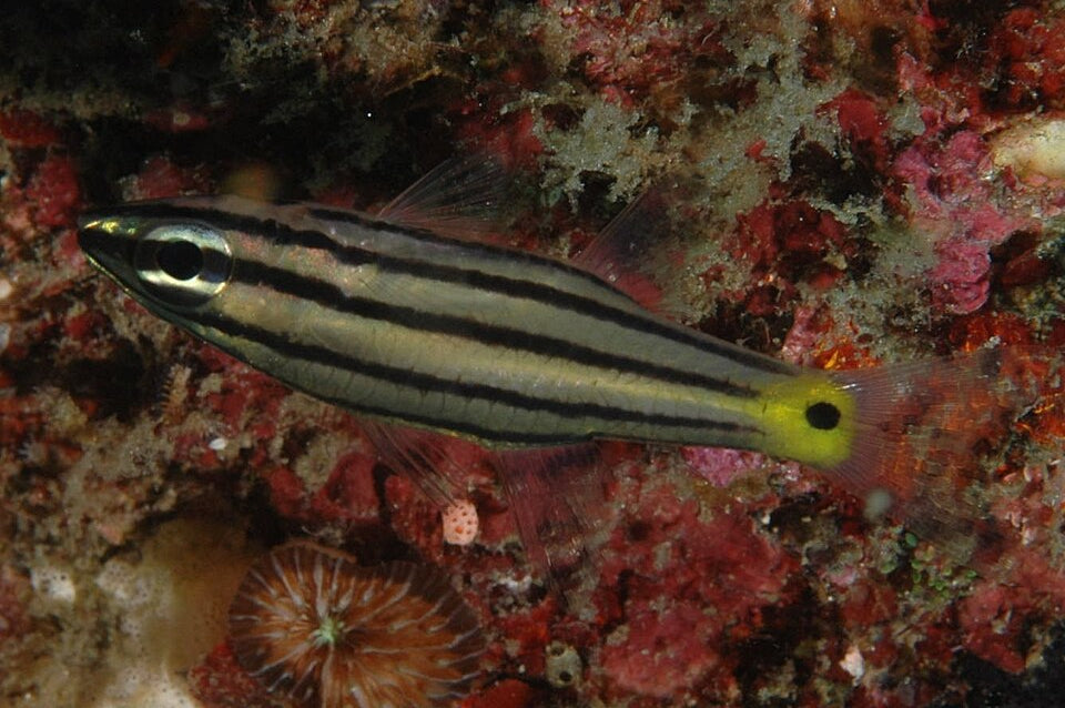 Five Lined Cardinalfish, Cheilodipterus quinquelineatus