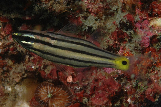 Five Lined Cardinalfish, Cheilodipterus quinquelineatus
