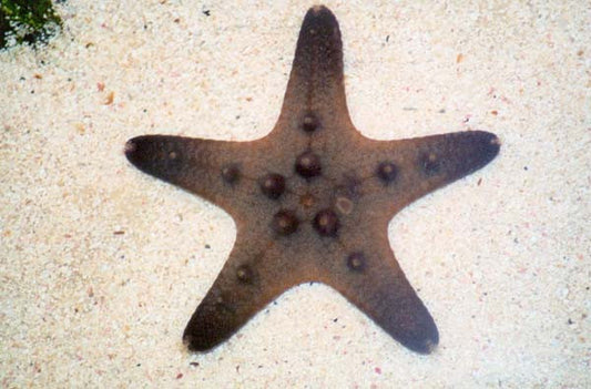 Chocolate Chip Starfish