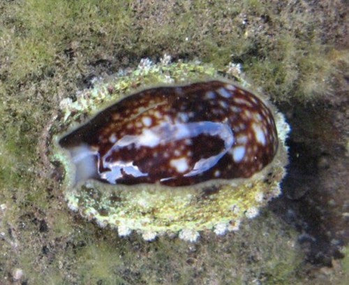 Snakehead (reef safe) Cowries (1 1/2")