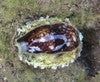 Snakehead (reef safe) Cowries (1 1/2")