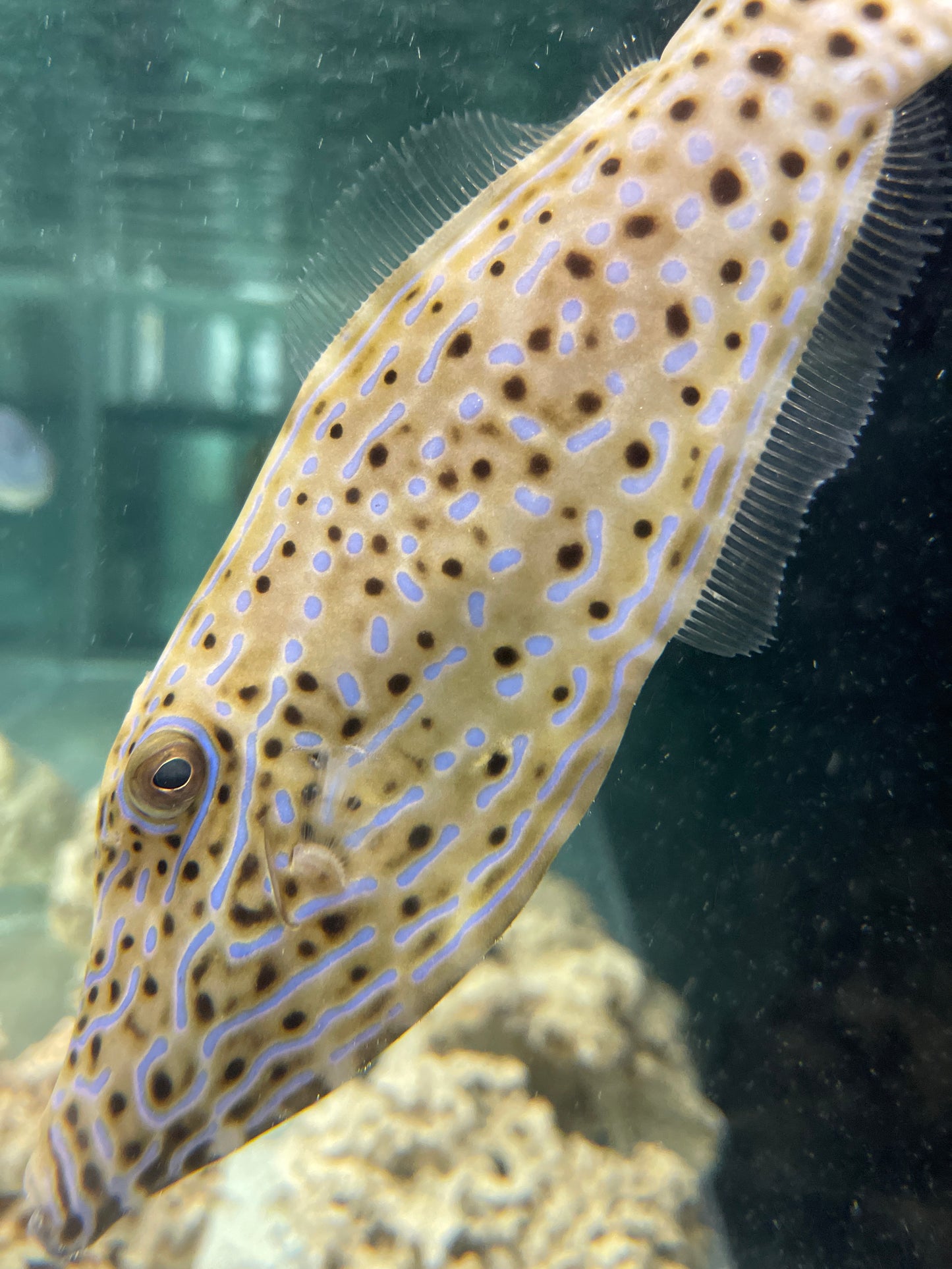 Scribbled Filefish-10”