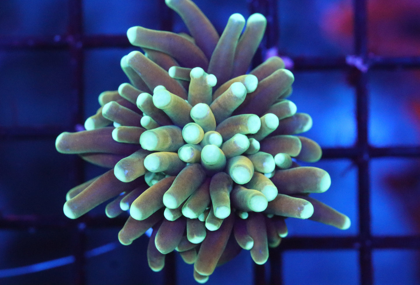 Green Tiger Torch (A6)