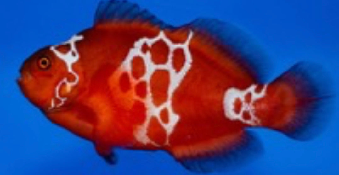 Premium Lightining Maroon Clownfish 5cm+