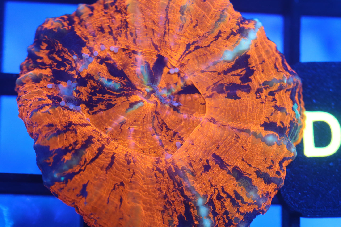 Warpaint Scoly (D11)