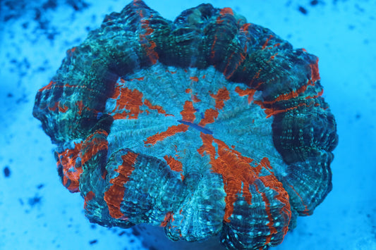 Orange Splatter Acantho (D117)