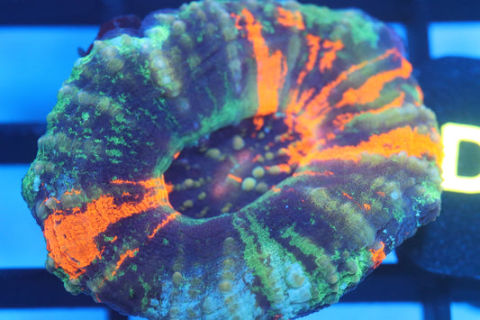 Warpaint Scoly (D12)