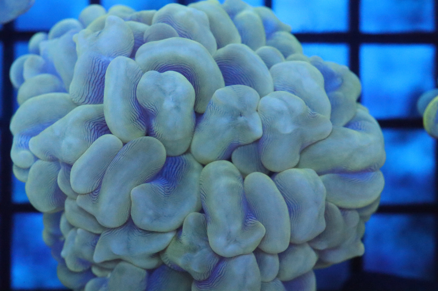 Pearl Bubble Coral (D126)