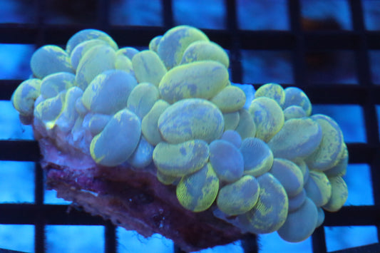 Splatter Bubble Coral (D127)