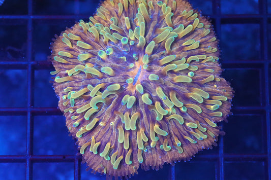 Indo Strawberry Lemonade 2 1/2" Plate (D131)