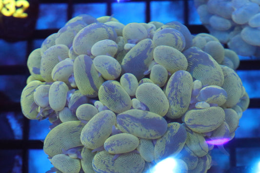 Splatter Bubble Coral (D132)