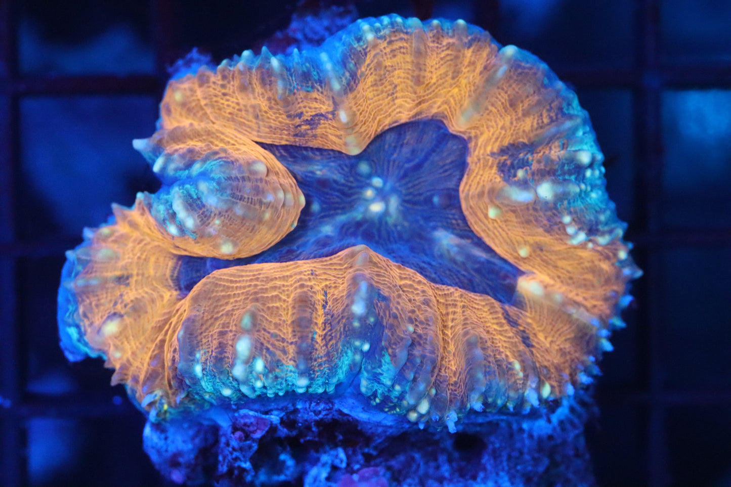 Orange Rim Lobo (D136)