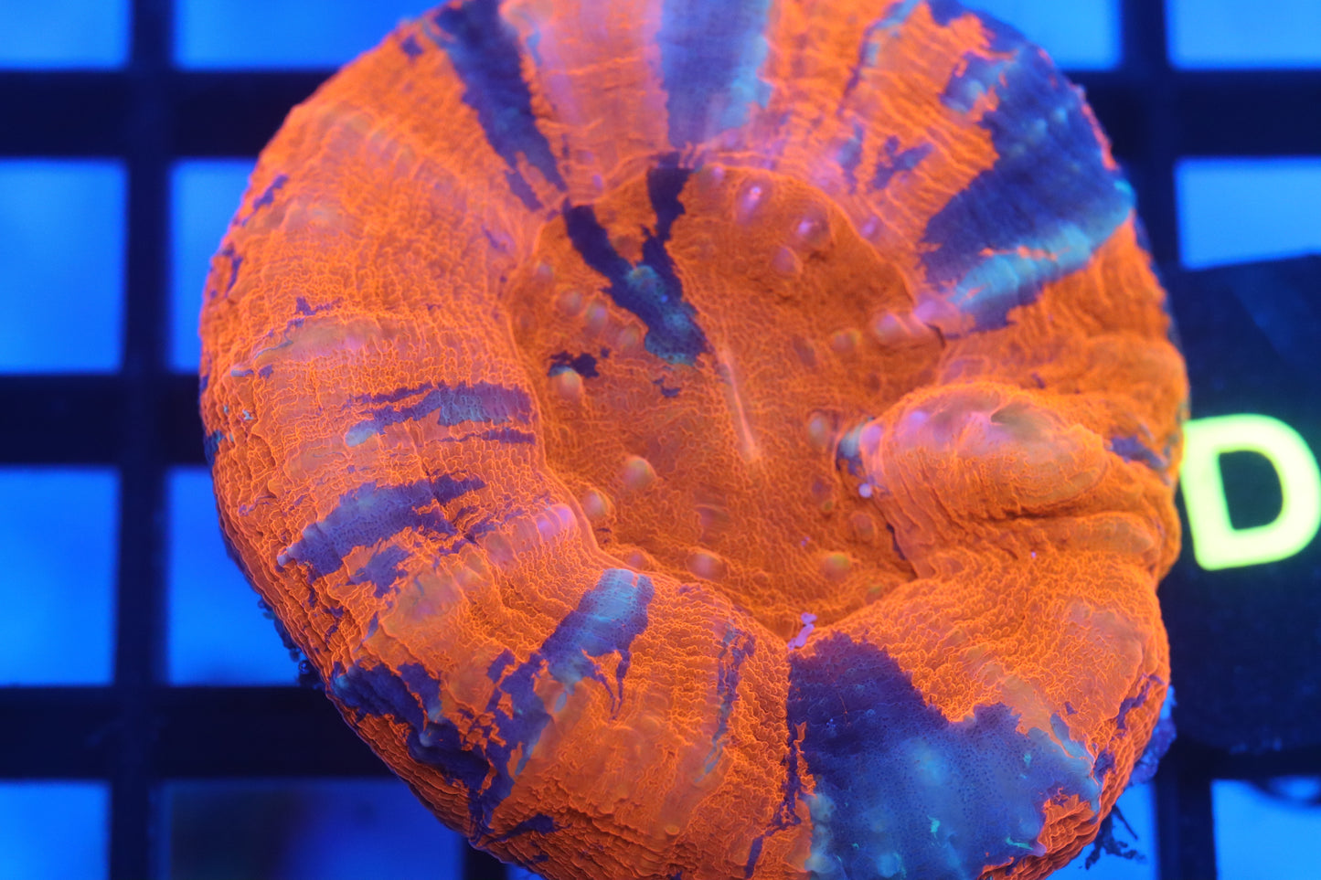 Warpaint Scoly (D13)